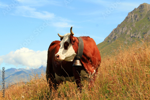 Fotografija vache 25082015
