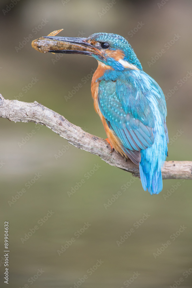 Eisvogel Eisvogel