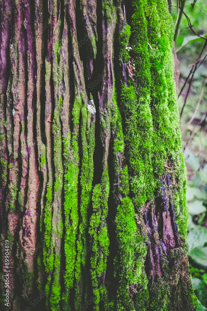 Wood textured background with green moss Wood textured background with green moss
