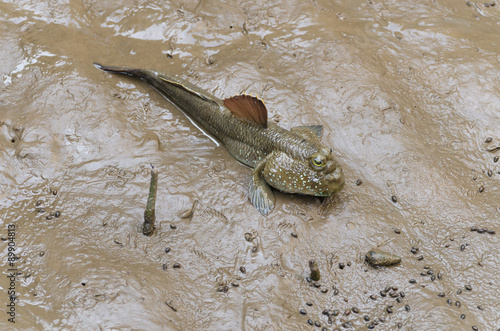 Mudskipper Fish