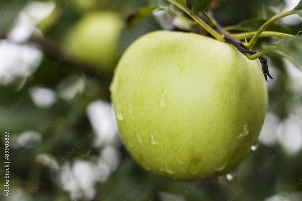 Rain on apple