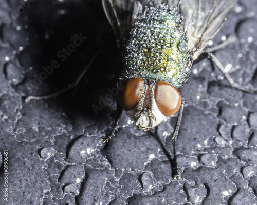 Blow Fly covered in morning dew shot with a Canon 60d and mp-e 65mm macro. photo