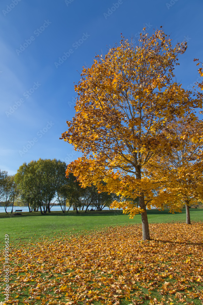 Golden Autumn tree Latvia Golden Autumn tree Latvia