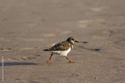 Ptak na plaży