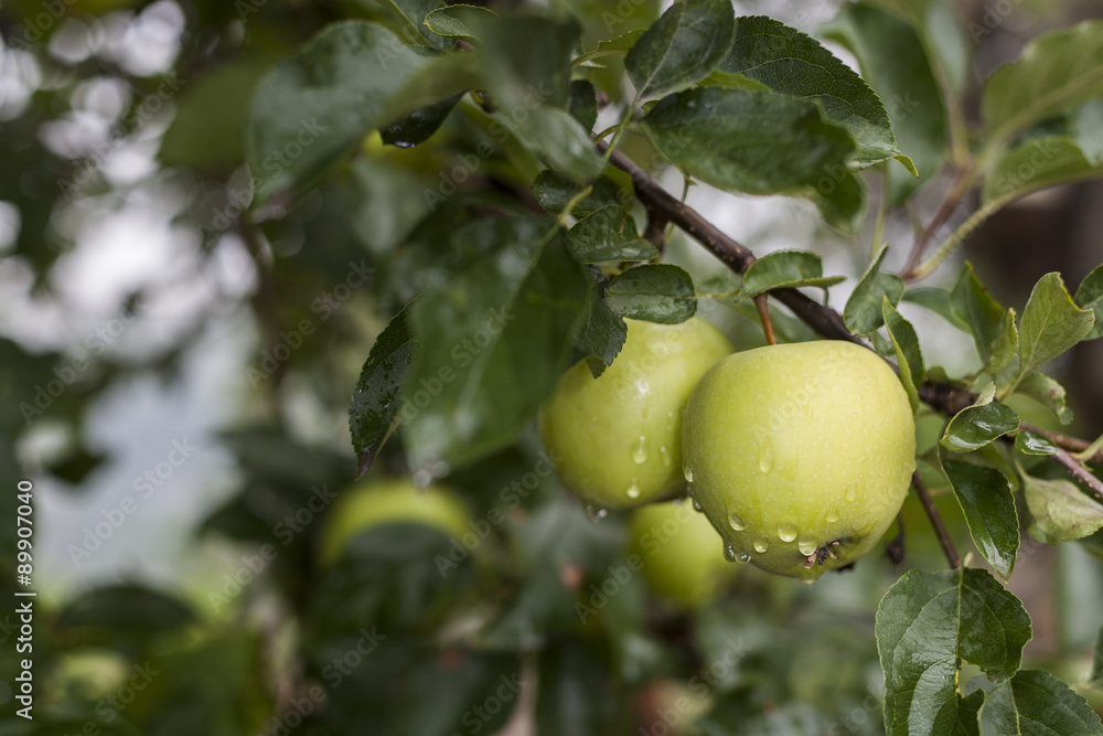 Two Apples Two Apples