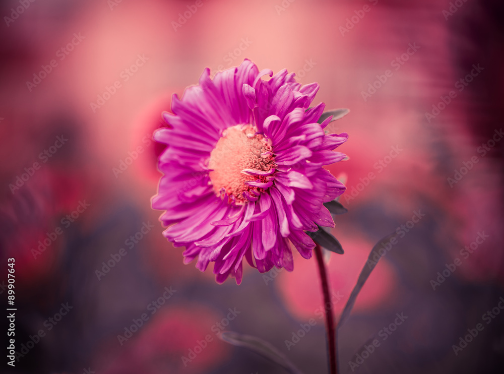 Obraz premium red flower at colorful background