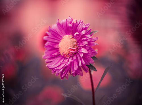 red flower at colorful background