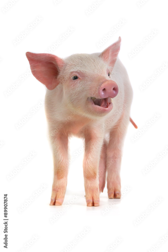 pig pig