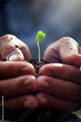 Seedlings in the hands of agriculture