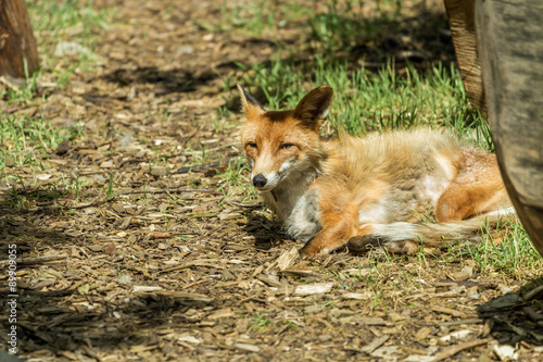 fox in Kaunas zoo