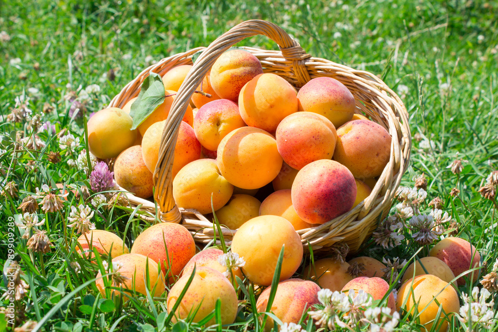 apricots on the grass with a basket
