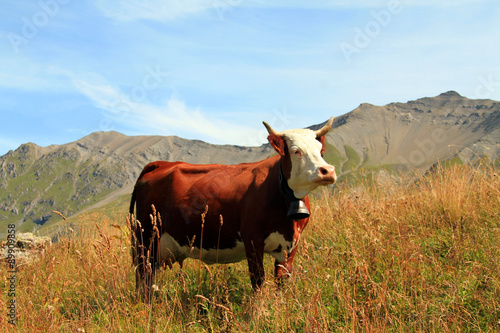 Fotografija vache 25082015