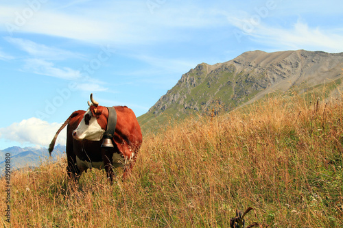Fotografija vache 25082015