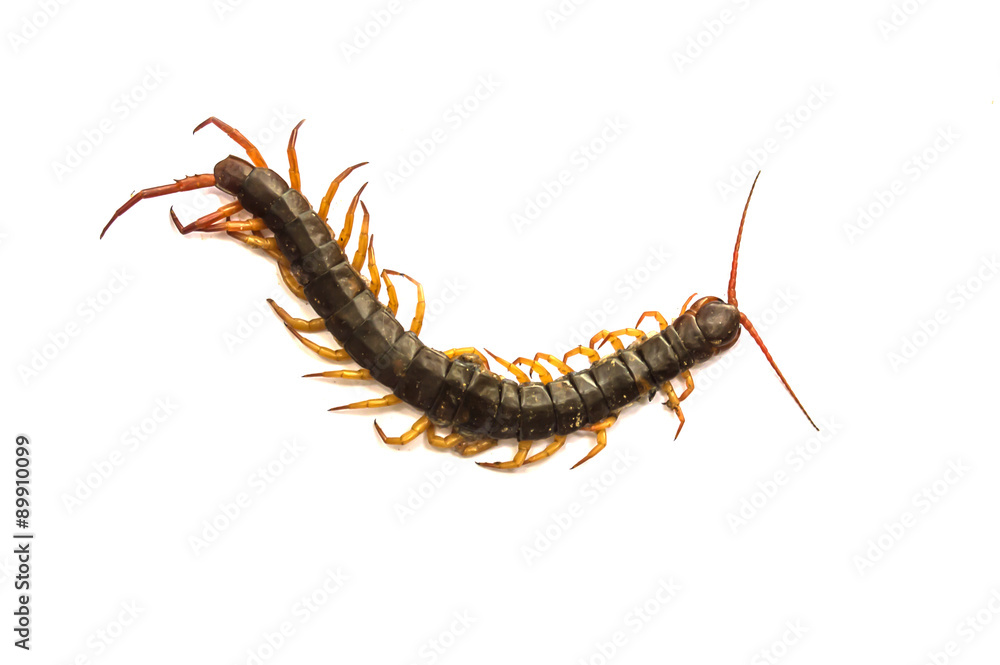 Centipede Centipede