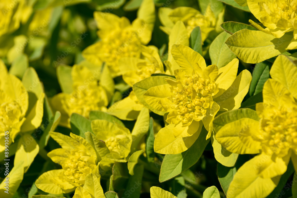 Detailed view of  a Cushion Spurge (Euphorbia epithymoides), a compact, clump-forming  herbaceous perennial in the family Euphorbiaceae.