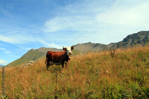 Slika na platnu vache 25082015