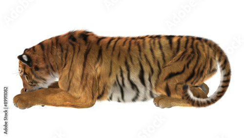 Fototapeta Naklejka Na Ścianę i Meble -  Tiger