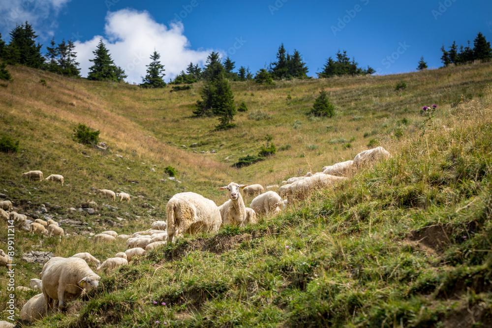 Fototapeta premium Flock of sheep on mountain pastures