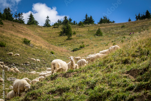 Flock of sheep on mountain pastures