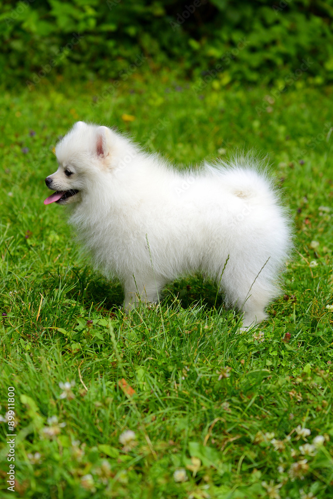 Small white puppy sitting on grass outside Small white puppy sitting on grass outside