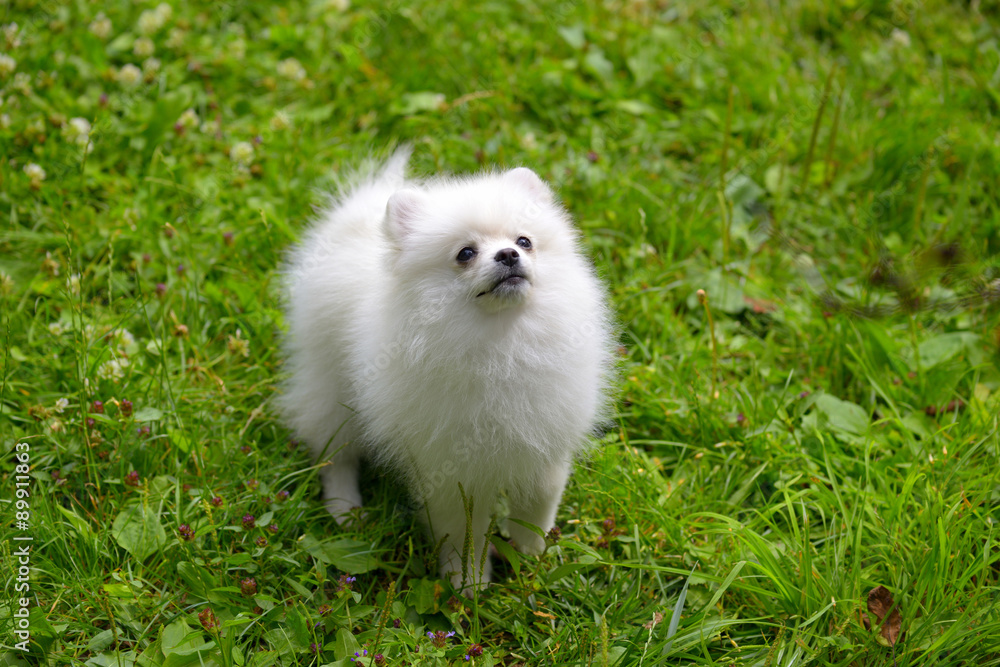 Small white puppy sitting on grass outside Small white puppy sitting on grass outside