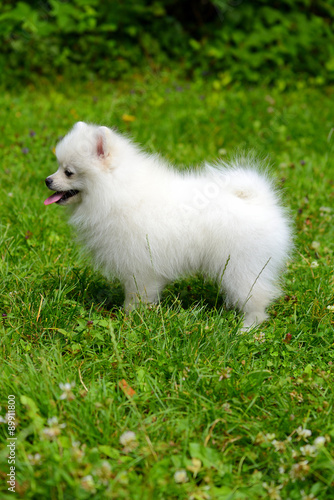 Small white puppy sitting on grass outside