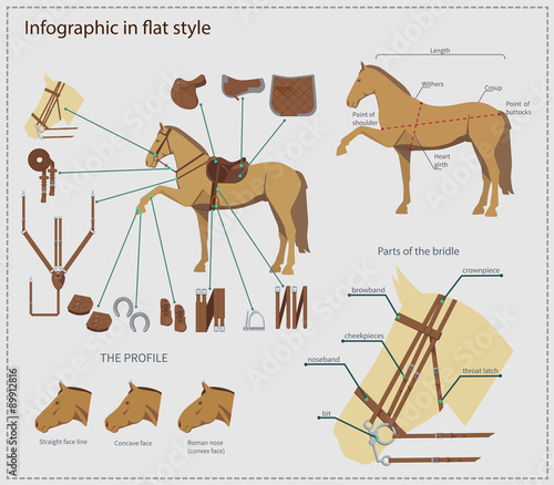 Horse with various gear and details infographic in flat style 