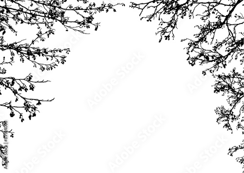 tree branches frame