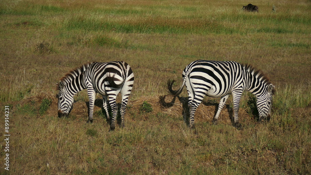 Two Zebras pasturing in savanna. Safari static camera view. Africa. Kenya. Masai Mara. Travel tourism adventure in wild animal nature. Two Zebras pasturing in savanna. Safari static camera view. Africa. Kenya. Masai Mara. Travel tourism adventure in wild animal nature.