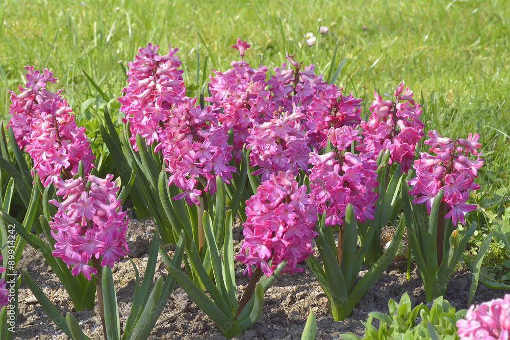 Obraz premium Group of beautiful hyacinths