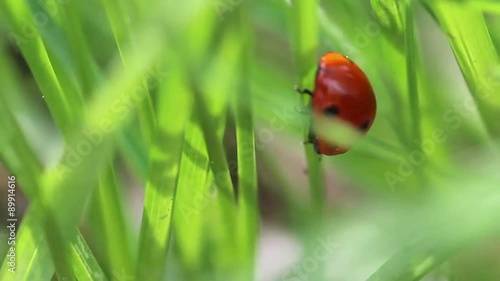 Marco Lady Bug