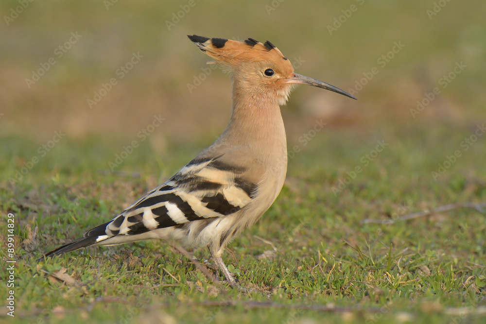 Nice bird with crest Hoopoe (Upupa epops) Nice bird with crest Hoopoe (Upupa epops)