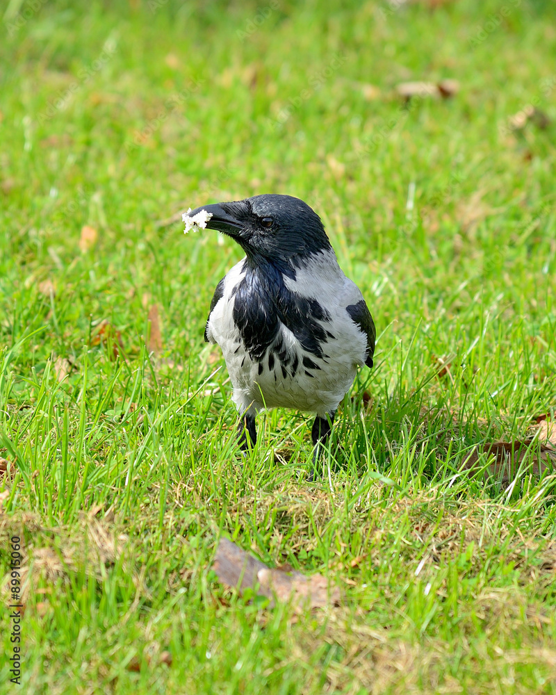 Crow walking through the grass and searching for food. Crow walking through the grass and searching for food.