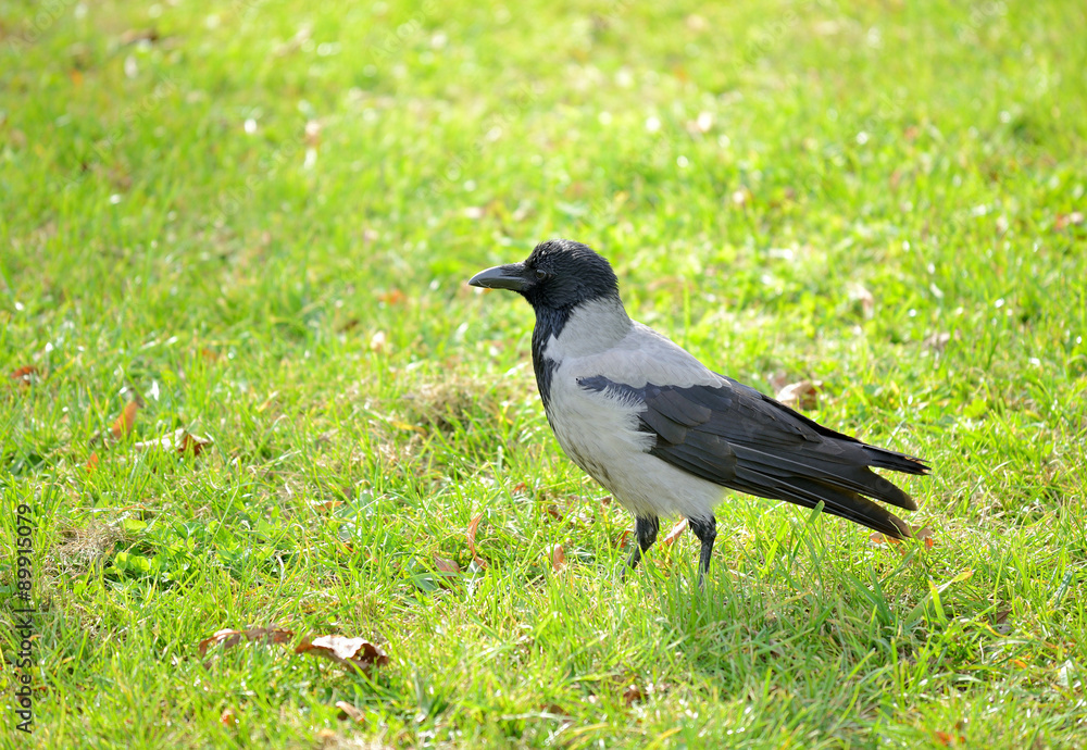 Crow walking through the grass and searching for food. Crow walking through the grass and searching for food.
