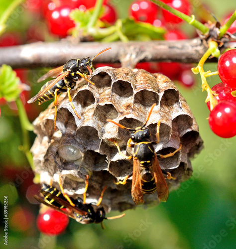 Macro wasp on its nest on the trees in the summer