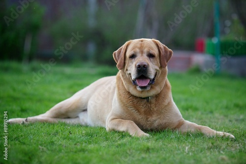 Labrador Retriever lying on the green grass © alina2907