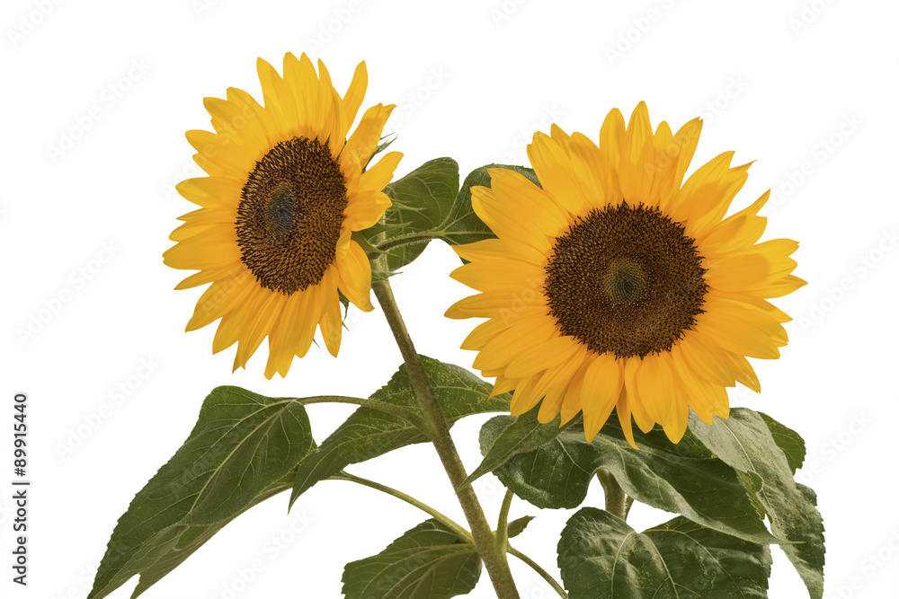 Fototapeta premium Sonnenblume, Helianthus annuus, gehört zur Familie der Korbblütler.