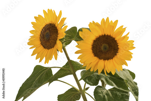 Sonnenblume  Helianthus annuus  geh  rt zur Familie der Korbbl  tler.