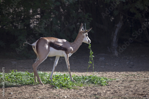 Arabian mountain gazelle photo