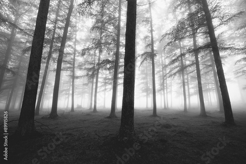 black and white foggy forest #89915826