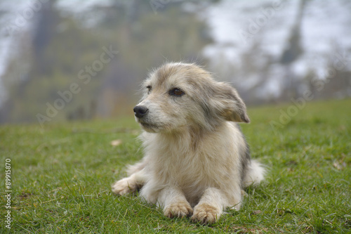 Cute dog sitting in grass