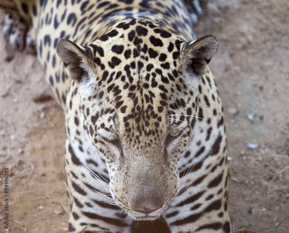 Fototapeta premium Leopard resting