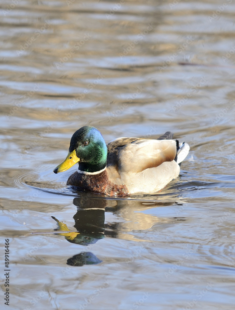 Obraz premium Mallard (Anas platyrhynchos) swimming in the water