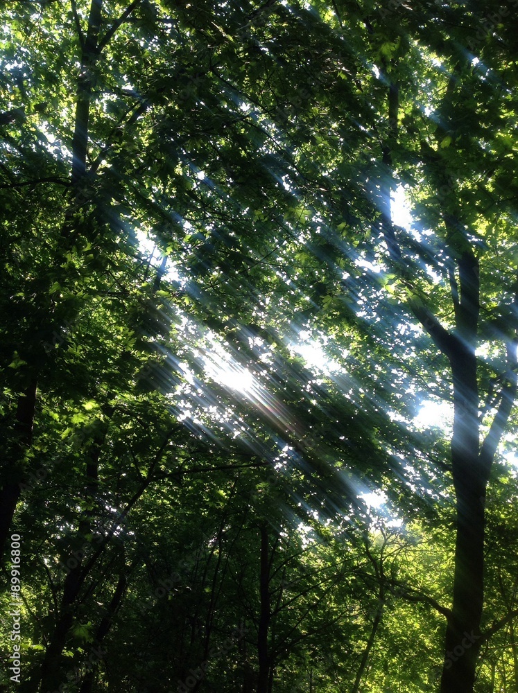 Obraz premium солнечные лучи сквозь листву 