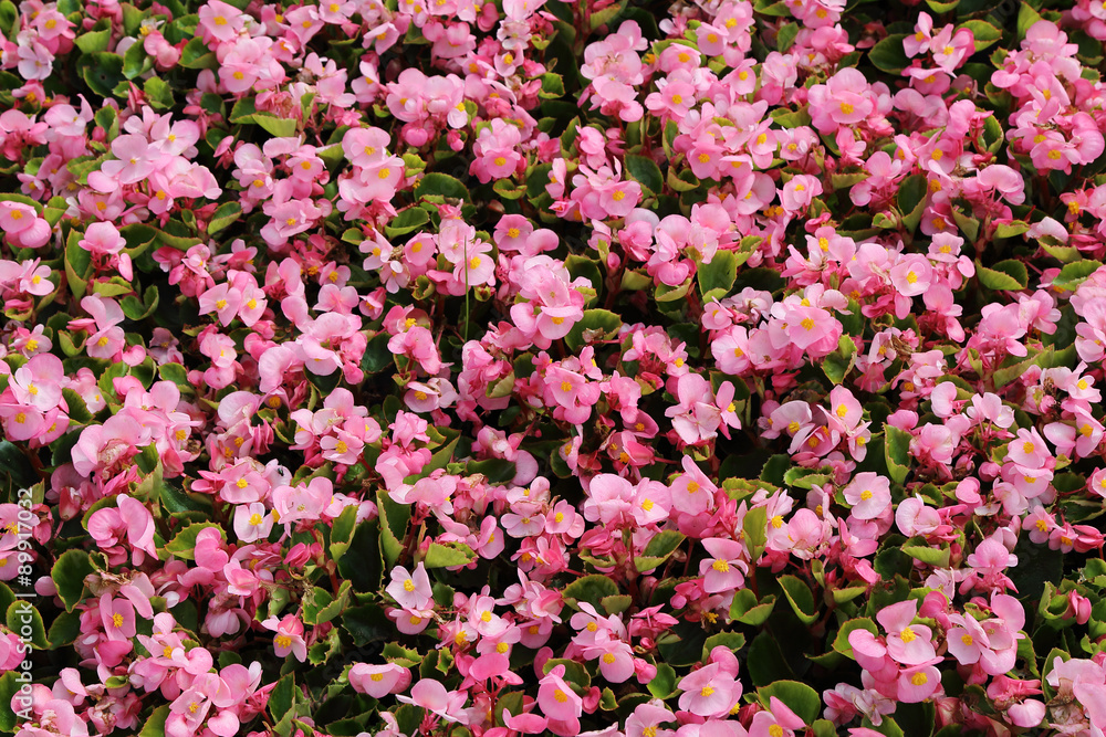 Abstract background of pink flowers