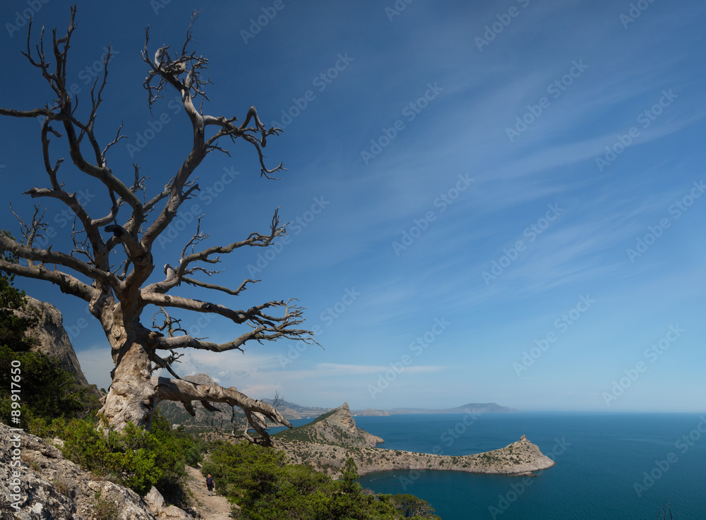 old dry tree growing on a mountain slope. A view from the mountain on the cape Kapchik in the New World, the Crimea