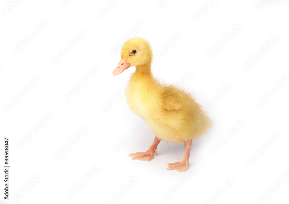 Duckling young baby duck Duckling young baby duck