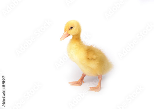 Duckling young baby duck