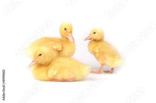 Ducks on a white background