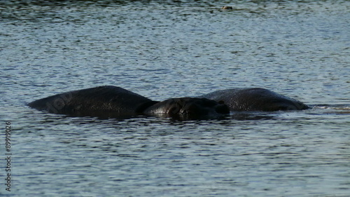 Two Hippos in water static camera. Africa. Kenya. Masai Mara. Travel tourism adventure in wild nature.